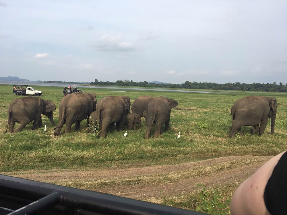 Elephant herd at Kaudulla reservoir